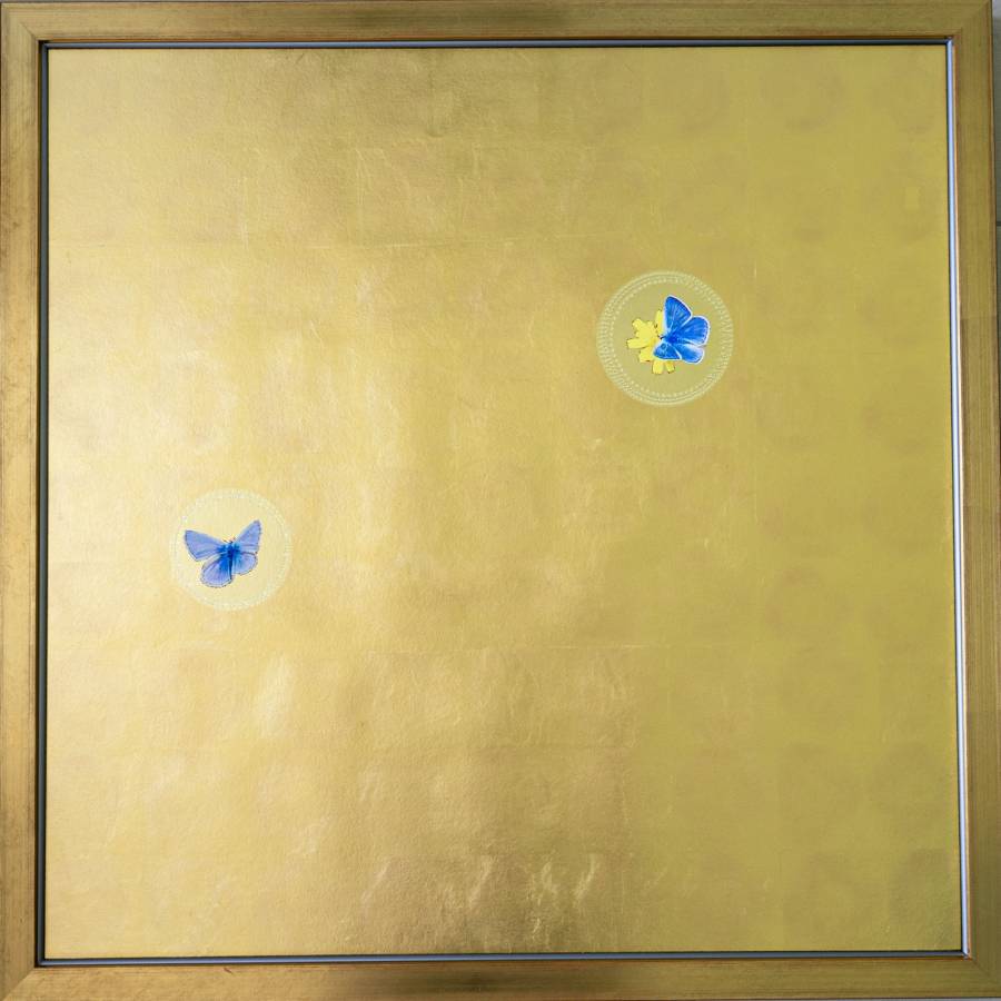 Argus bleu nacré II